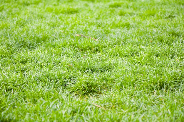 Fondo de hierba verde, luz solar y color verde, sombras y luces, durante el día