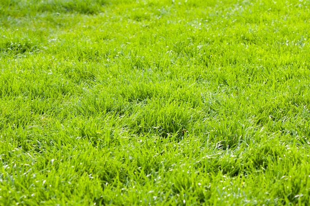 Fondo de hierba verde, luz solar y color verde, sombras y luces, durante el día