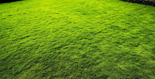 Fondo de hierba verde con mucha hierba verde