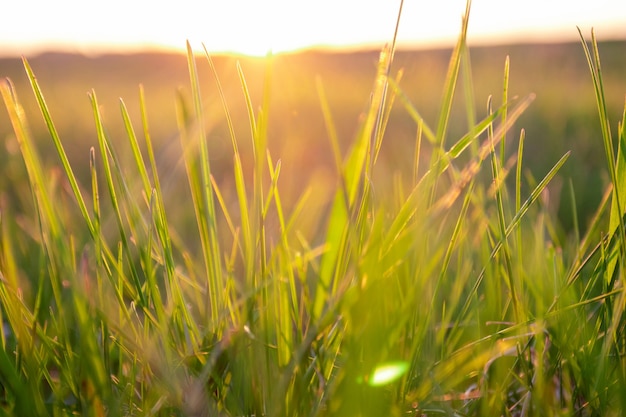 Fondo de hierba verde con rayo de sol en la puesta de sol. Enfoque suave.