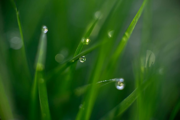 Fondo de hierba verde con rocío naturaleza tema eco fotografía macro de alta calidad