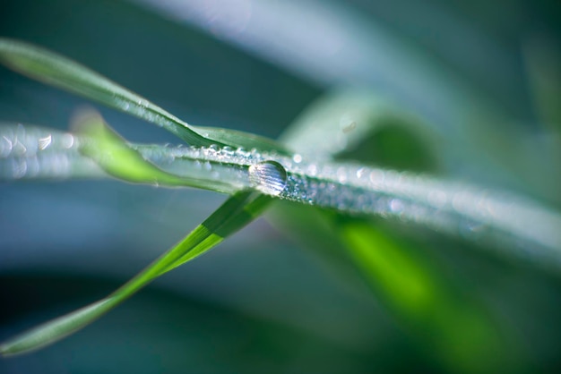 Fondo de hierba verde con rocío naturaleza tema eco fotografía macro de alta calidad