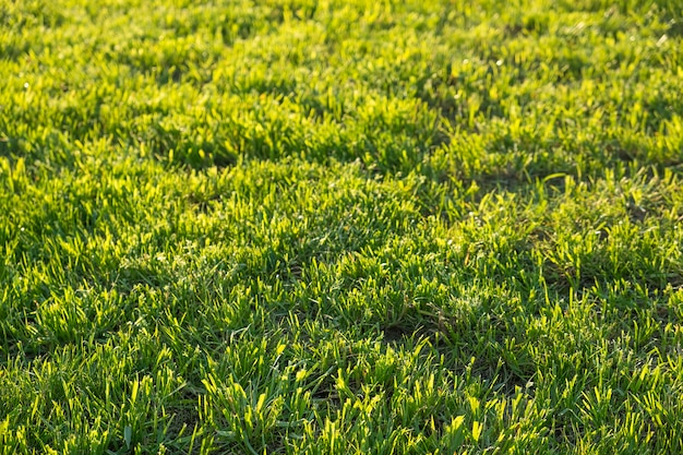 Fondo de hierba verde de verano. Copia espacio