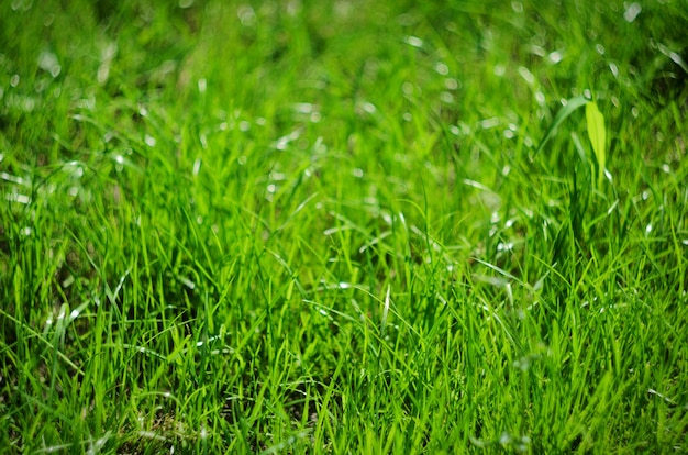 Fondo de hierba verde de verano, enfoque selectivo y bokeh