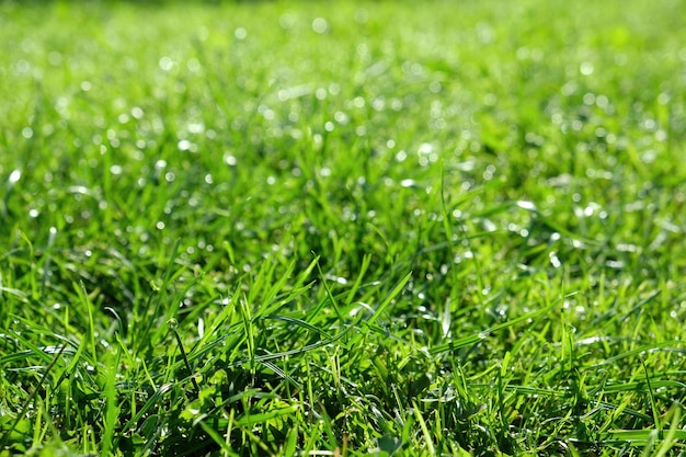 Foto fondo de la hierba verde