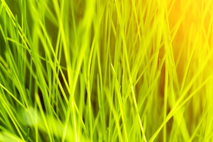 Foto fondo de hierba verde