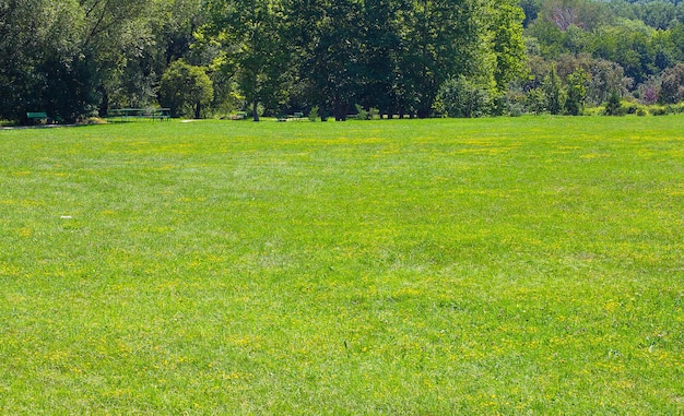 Fondo de la hierba verde