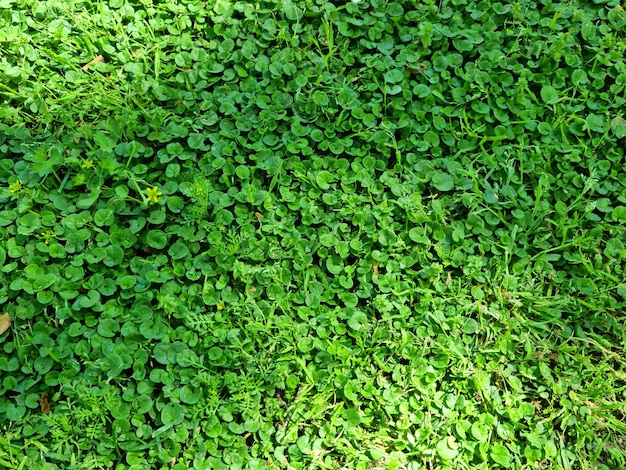 fondo de hierbas silvestres de colores verdes