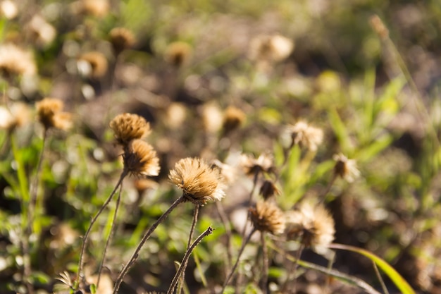 Fondo de hierbas silvestres defocused otoño salvaje