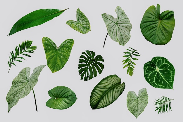 Fondo de hoja aislada de hojas tropicales exóticas más hermosas