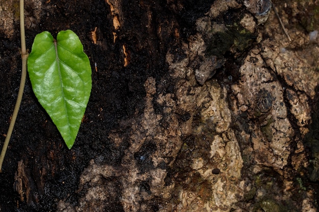 Fondo de hoja de árbol