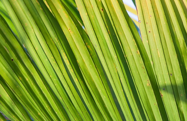 Fondo de hoja de coco con la sombra de la luz del sol en el horario de verano