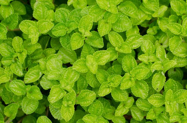 Fondo de hoja de Episcia