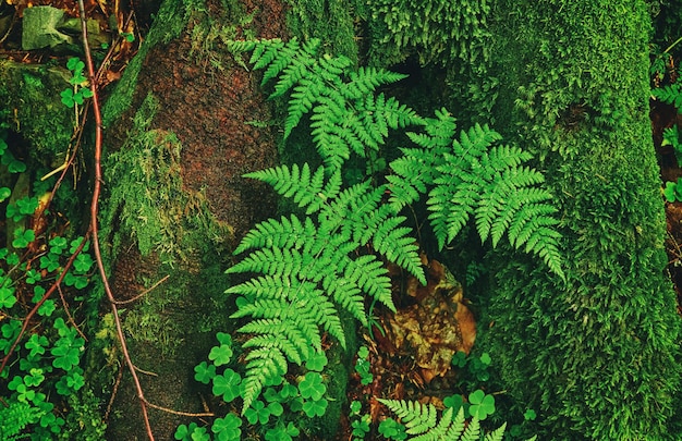 Fondo de hoja de helecho