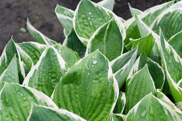 Fondo de hoja de Hosta de cerca