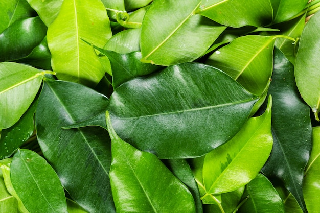 Fondo de hoja de laurel verde llena el marco