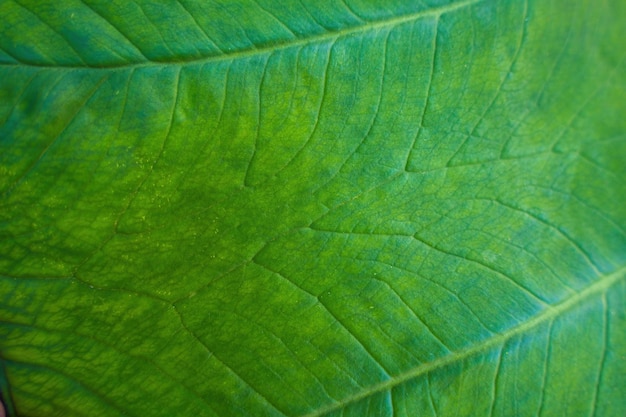 Fondo de hoja de loto verde textura de hoja verde Patrón de hojas verdes para el fondo