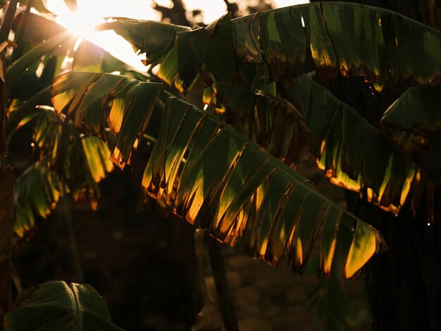 Fondo de hoja y luz solar de palmera