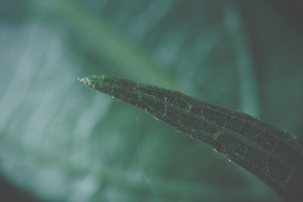 Fondo de hoja de macro