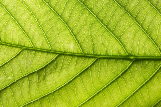 Fondo de hoja de macro