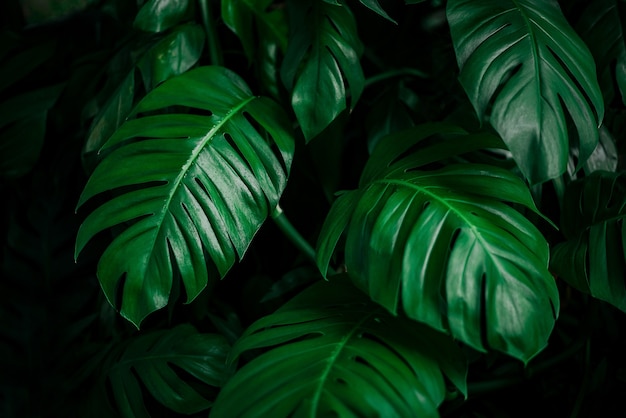 fondo de hoja de monstera verde hoja tropical textura de hoja verde abstracta