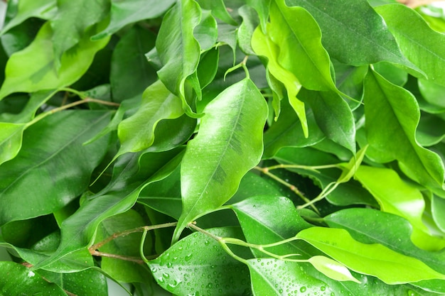 Fondo de hoja, naturaleza