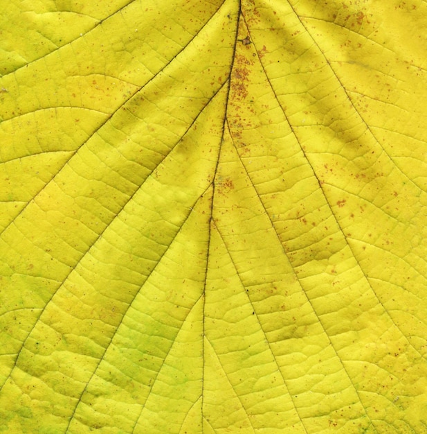 Fondo de hoja de oro de fondo amarillo otoño grunge