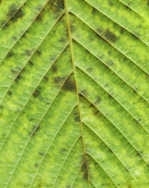 Fondo de hoja de otoño verde