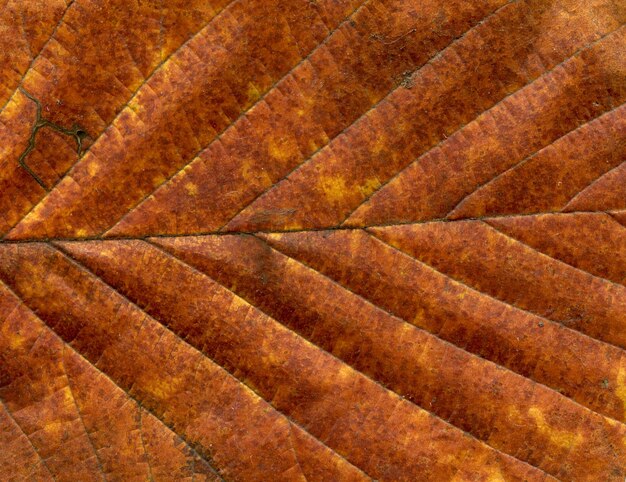 Fondo de hoja otoño