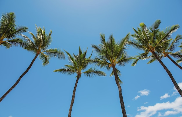 Fondo de hoja de palma tropical, palmeras de coco. Isla tropical de verano, patrón de vacaciones. Papel pintado de palmeras.