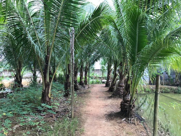 fondo de hoja de palma tropical primer plano palmeras de coco