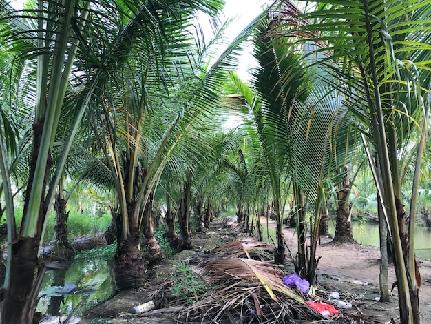 fondo de hoja de palma tropical primer plano palmeras de coco