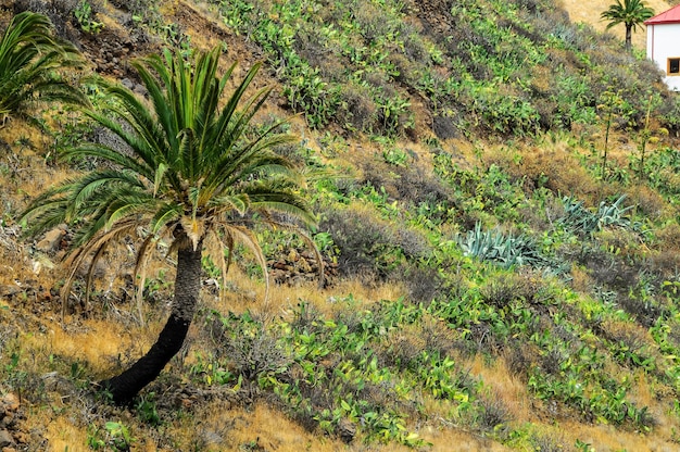 Fondo de hoja de palma verde canario tropical en verano