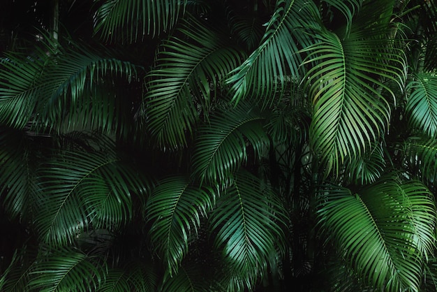 Foto fondo de hoja de palma verde fondo de textura