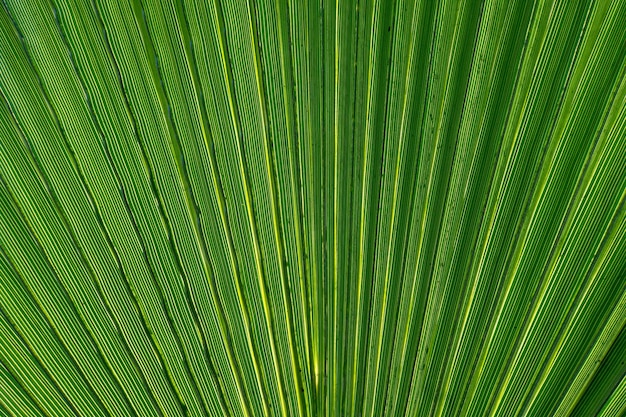 Fondo de hoja de palma verde Primer plano de textura de hoja de palma verde