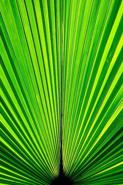 fondo de hoja de palma verde