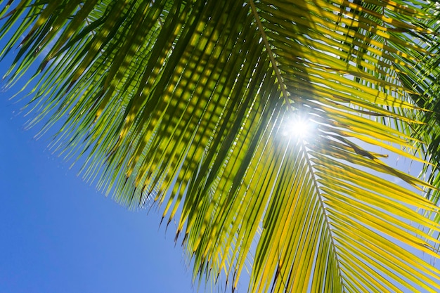 Fondo de hoja de palmera tropical