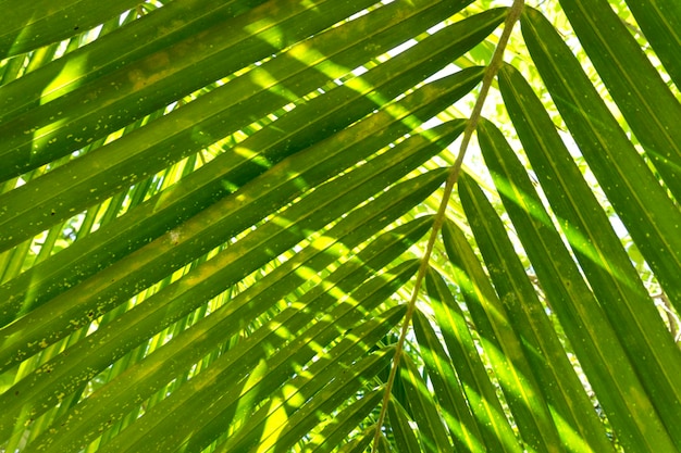 Fondo de hoja de palmera tropical