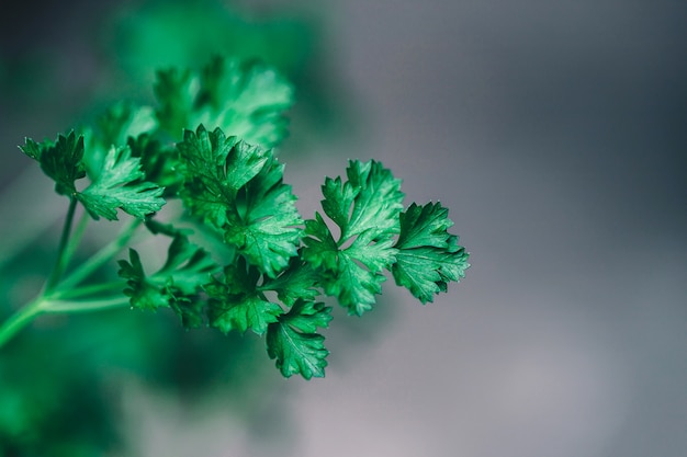 Fondo de hoja de perejil verde.