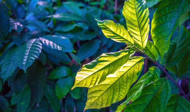 Fondo de hoja de planta de cacao y luz solar.