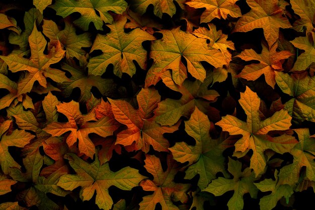 fondo de hoja roja concepto de fondo de naturaleza