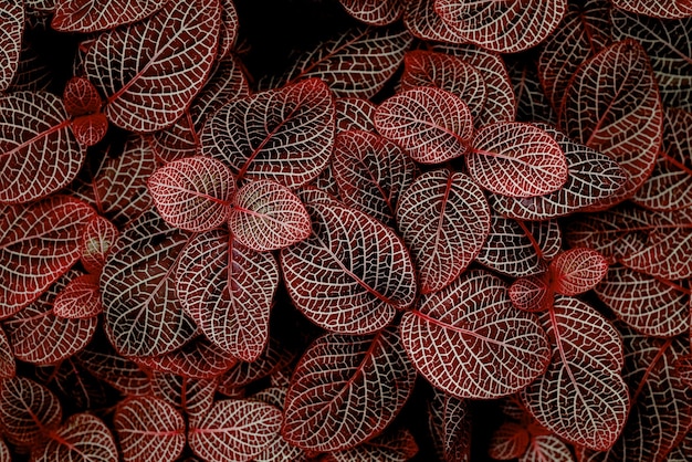 fondo de hoja roja concepto de fondo de naturaleza