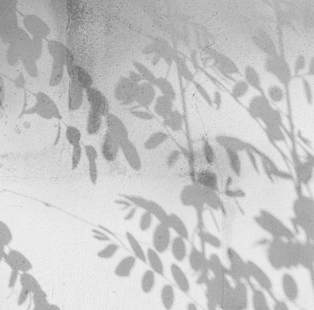 Foto fondo de hoja de sombra abstracta