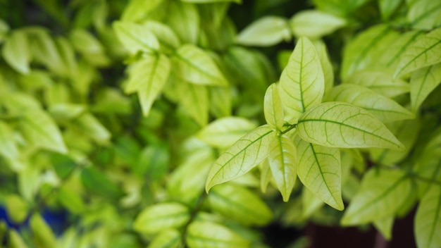 Fondo de hoja verde. Arbusto.