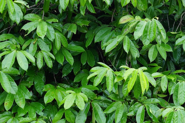 Fondo de hoja verde de concepto de día mundial del medio ambiente