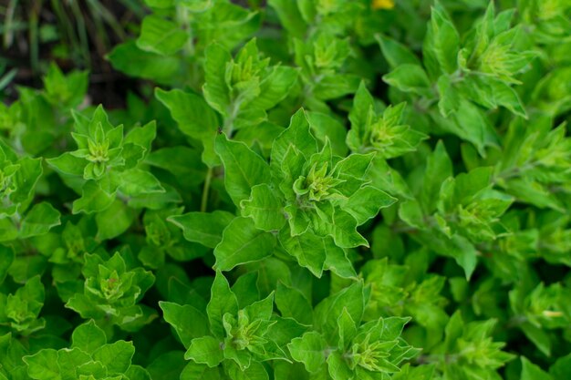 Fondo de hoja verde exuberante, patrón de planta de hojas naturales o texturas