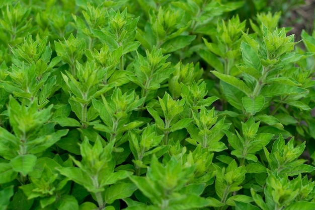 Fondo de hoja verde exuberante, patrón de planta de hojas naturales o vista superior de textura