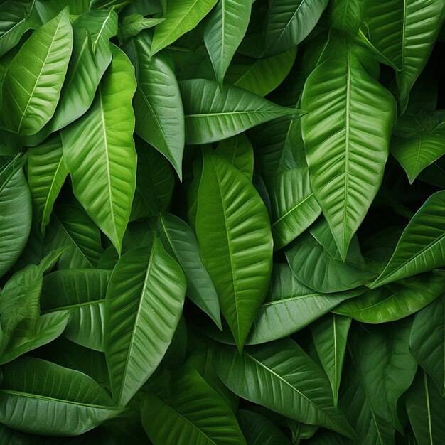 fondo de la hoja verde de la foto