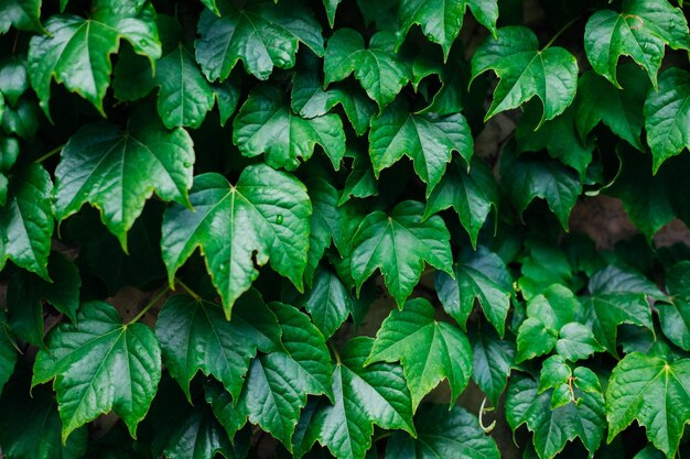 Fondo de hoja verde fresca La belleza natural de las plantas La textura de las hojas