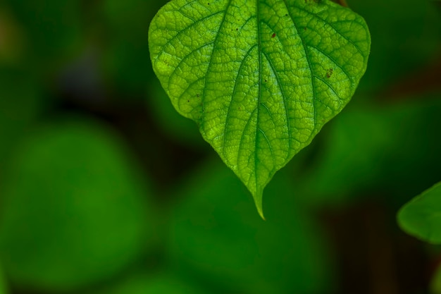 Fondo de hoja verde fresca